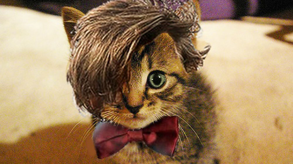 Doctor Who cat Matt Smith